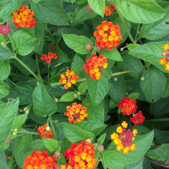 Meet your Posher, Candice - Picture 1 of 1